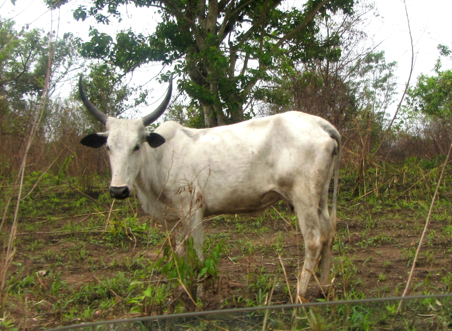 White fulani. Nigeria Cattle, Cow, Animal lover