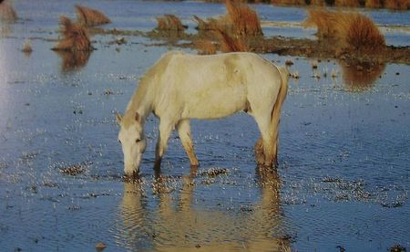 800px-Camargue_Pferd