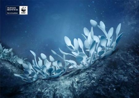 fan-corals-preview