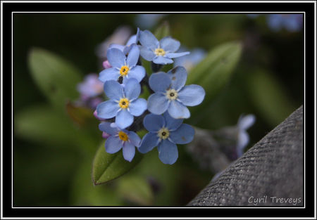 2010_05_18_Fleurs_de_myosotis