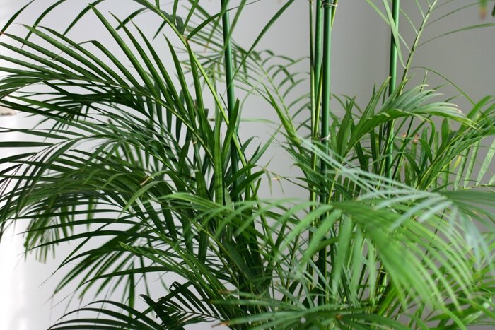 plantes (11)