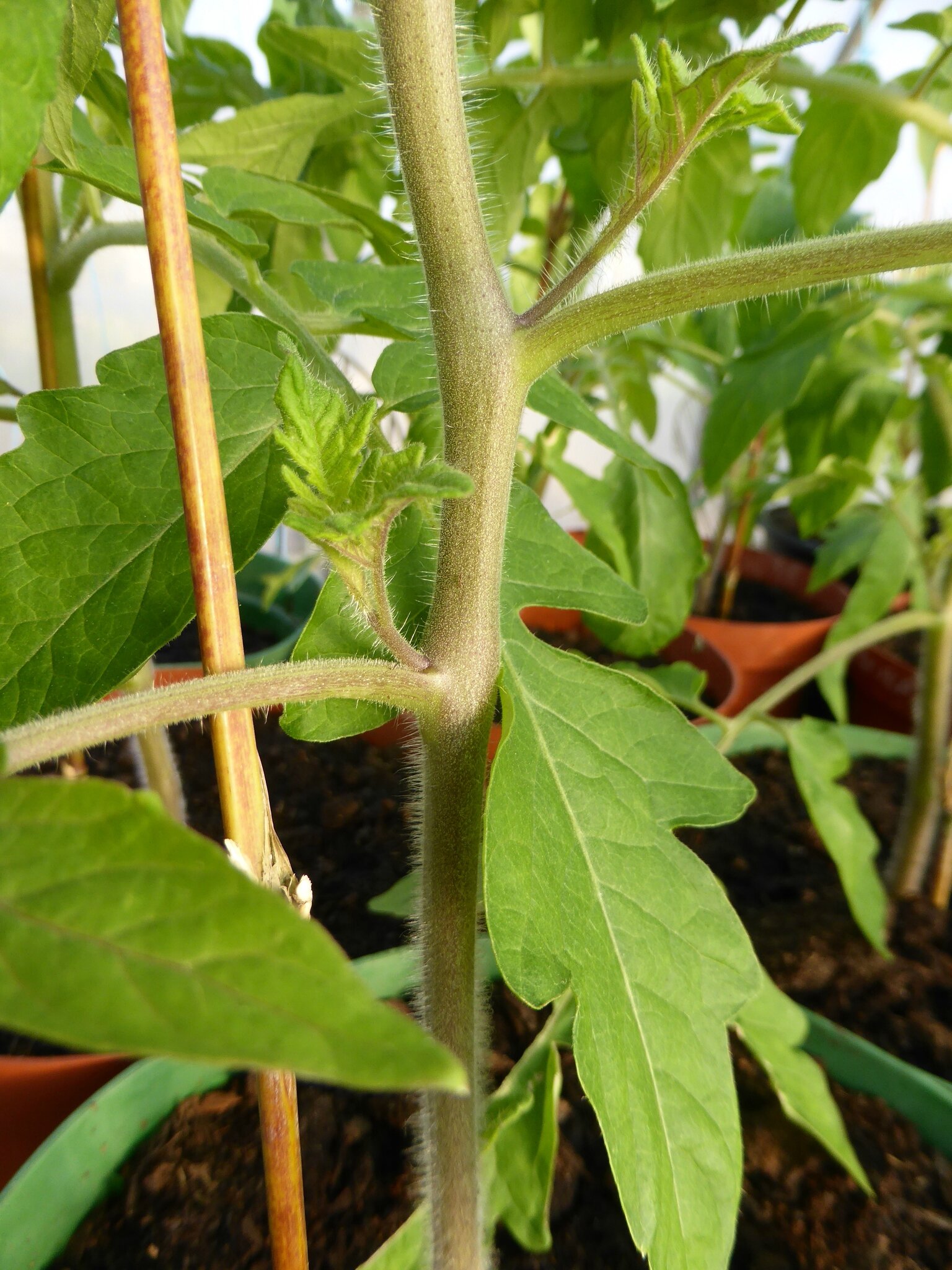 24 mai les premières tomates et ça va continuer passion potager