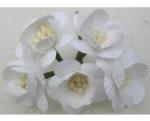Fleur-de-cerisier-Blanc