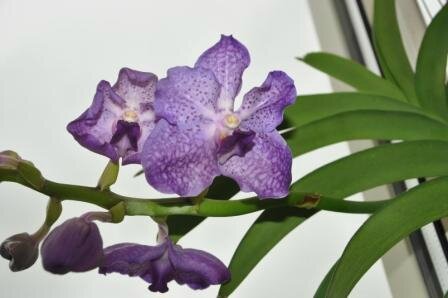 Vanda