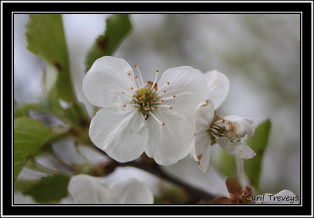 2010_05_23_Fleur_de_griottier