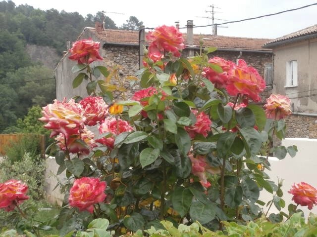 P5030005