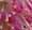 Clethra alnifolia 'Pink Spire'