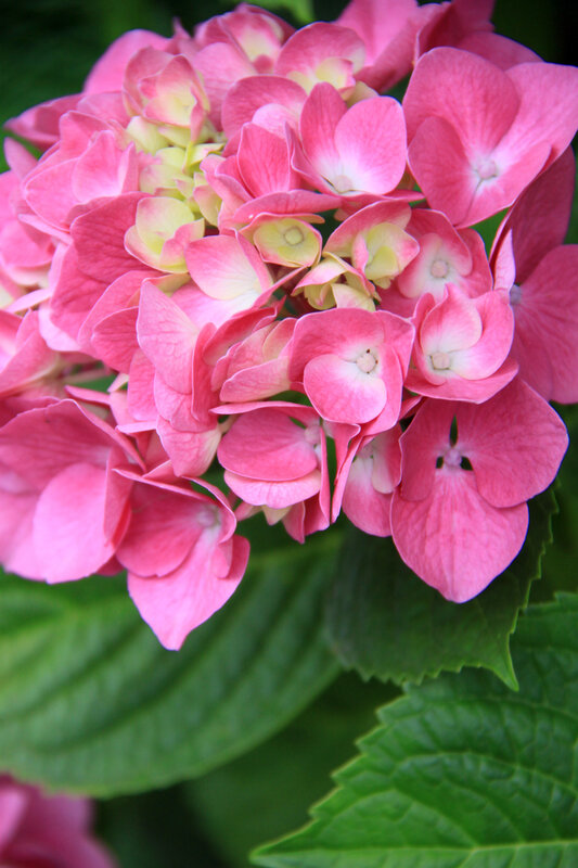 Instants fleuris du jour (37)