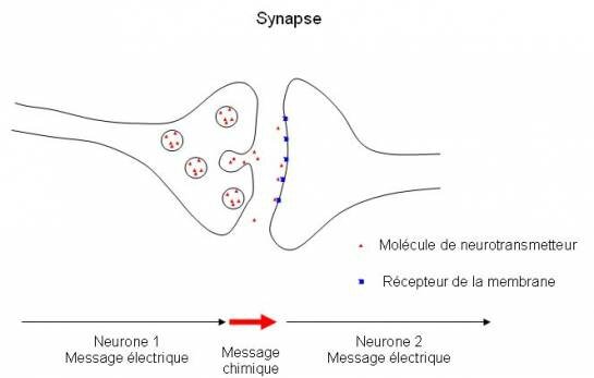 synapse-545x347