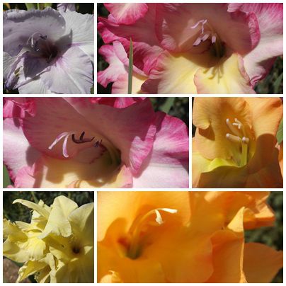 Conserves & jardin (12)
