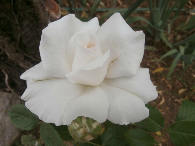 P5030001