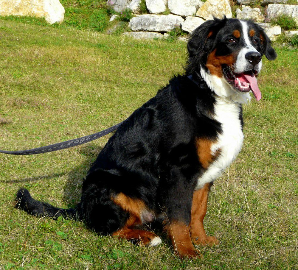 Bouvier Bernois Balou 7 mois - Altitude Bouvier Bernois Bouvier Bernois Balou 7 mois - Altitude Bouvier Bernois