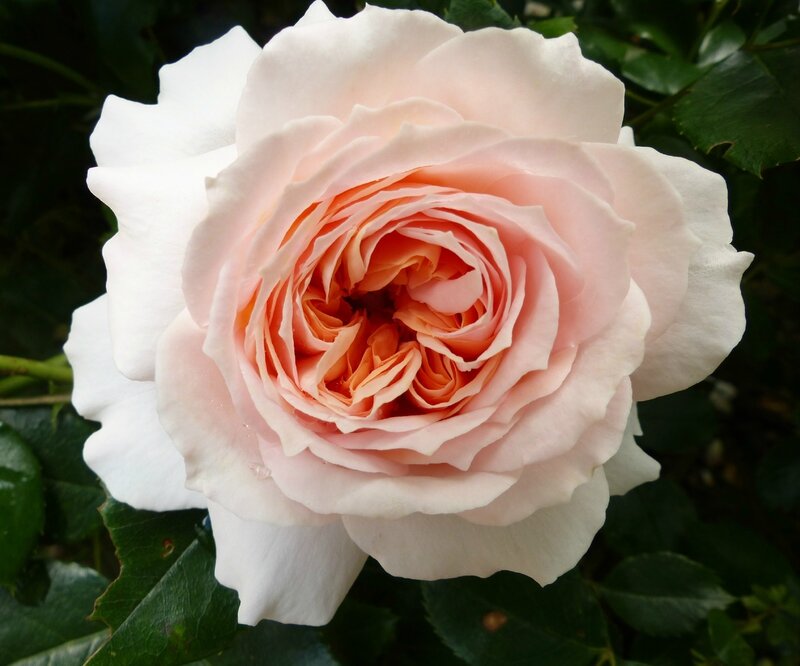 garden of roses (2)
