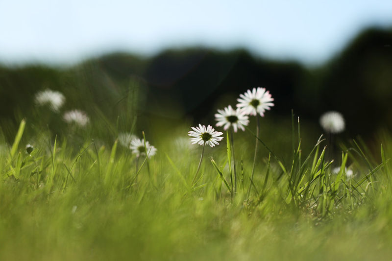daisies02
