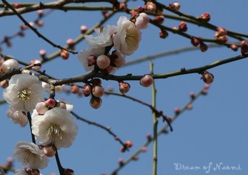ume6