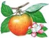pomme pomme