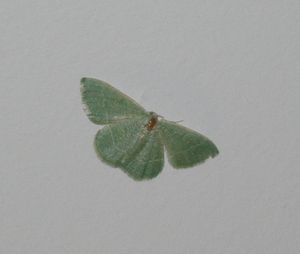 IMGP8792