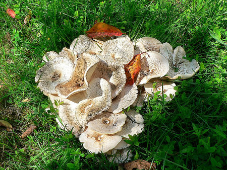 Etrange_champignons_dans_le_jardin