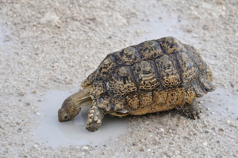 Tortue léopard s'abreuvant dans une flaque d'eau, parc d'Etosha, Namibie (1)