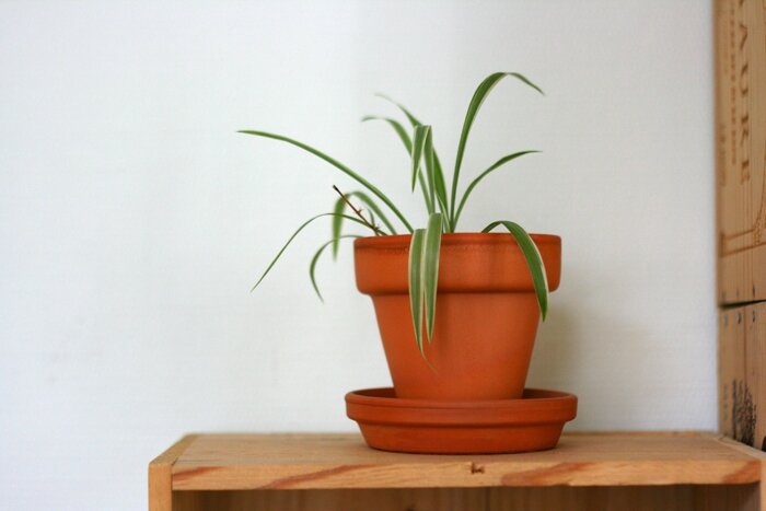 plantes (9)