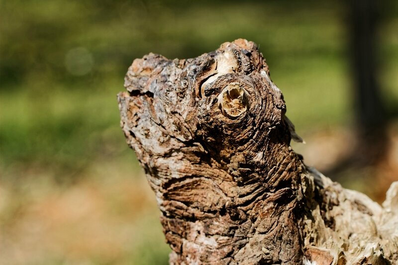 IMG_4705_DxO