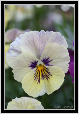 2010_05_23_Une_fleur_de_pens_e_vivace