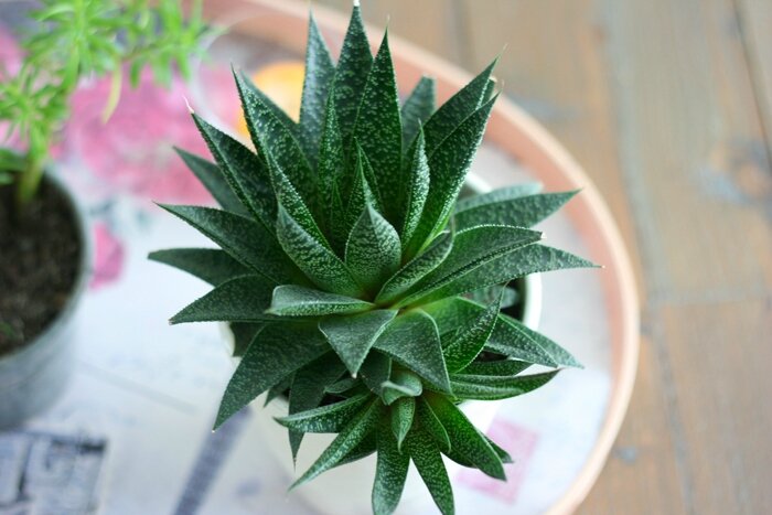 plantes (12)
