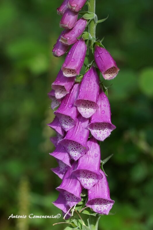 Digitalis