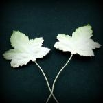 feuilles erable blanc vert