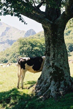 vache1