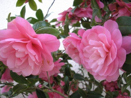 CAMELIA