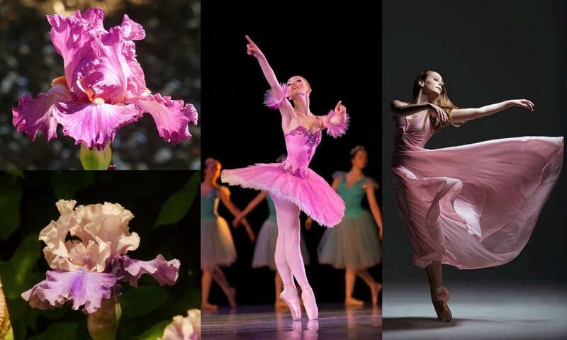 danse et fleurs (6)