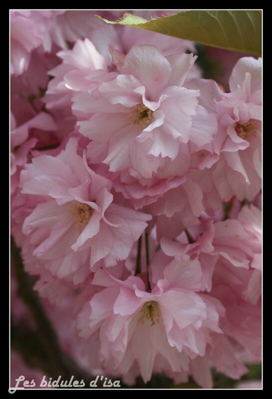 hanami (4)