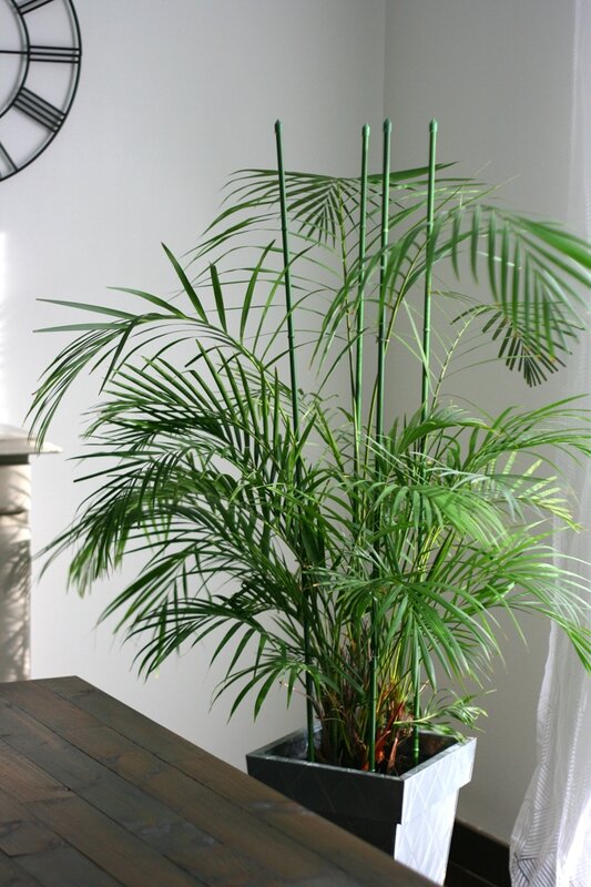 plantes (10)
