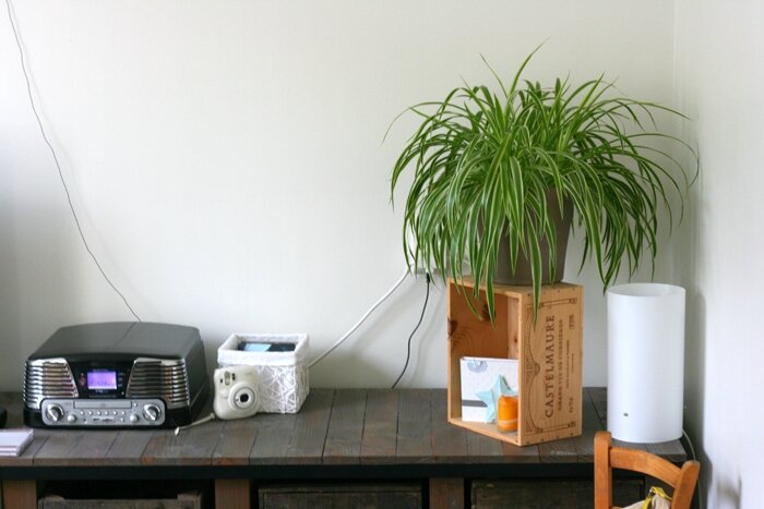 plantes (1)