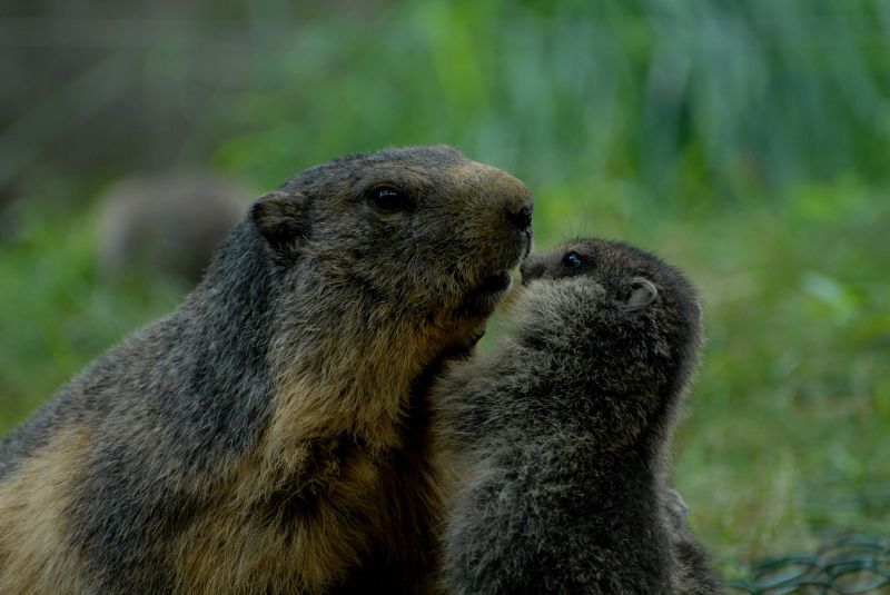 marmottes