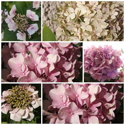 Conserves & jardin (18)