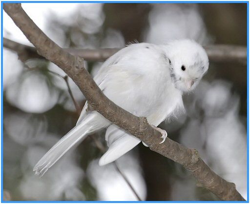 oiseau_mesange_t_te_noire_albinos