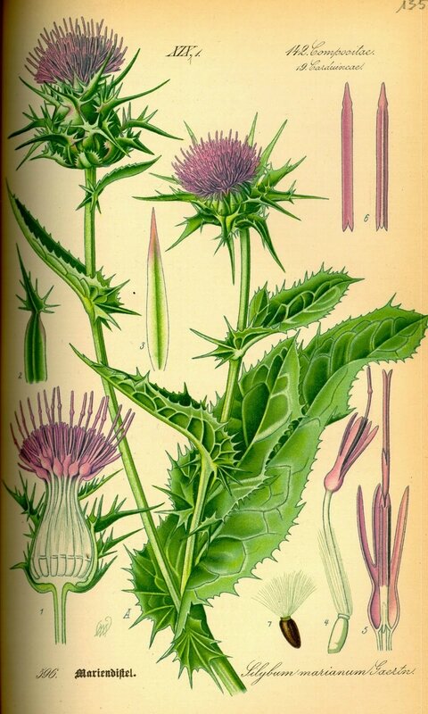 Carduus - Illustration_Silybum_marianum0