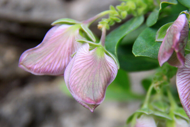 Instants fleuris du jour (14)