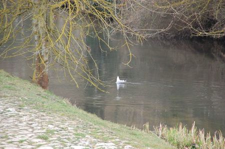 29-02-12 L'oiseau