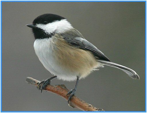 oiseau_mesange_nonnette_1