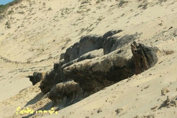 Photo-vestges-dune-du-Pyla