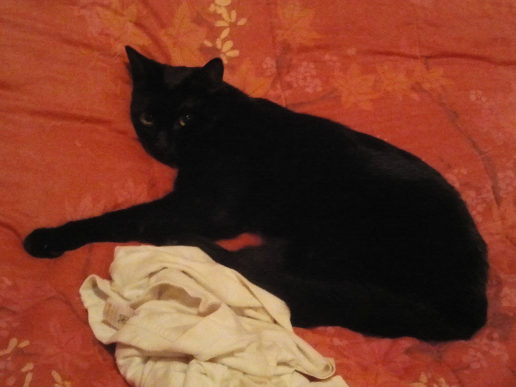 Chat lycos