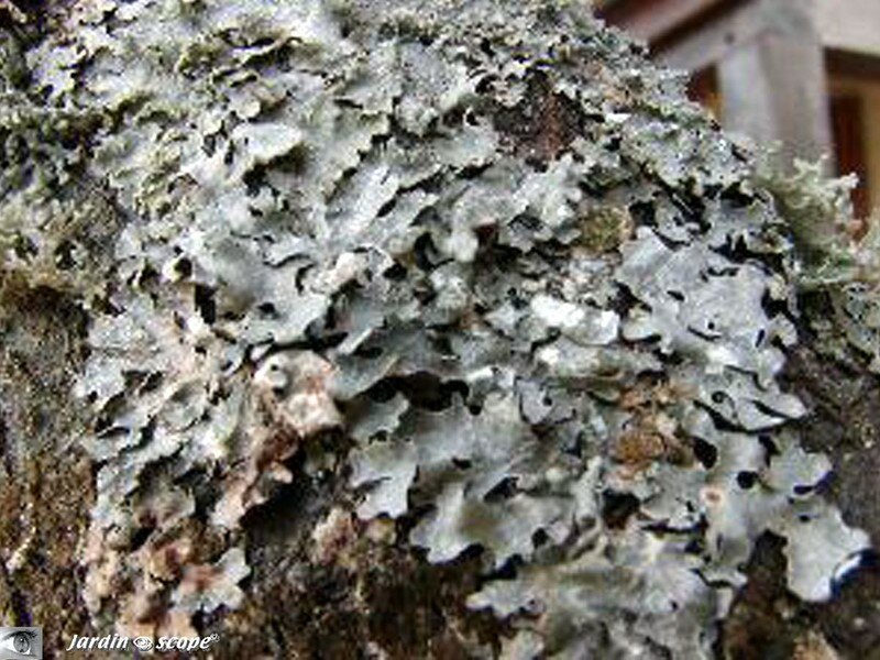 comment traiter lichen arbres