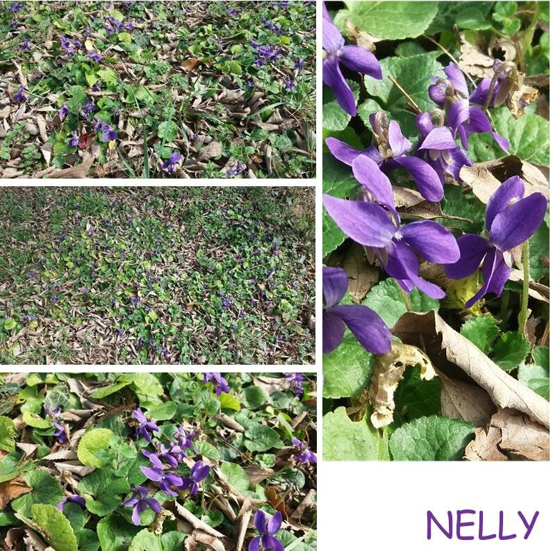 nelly 2