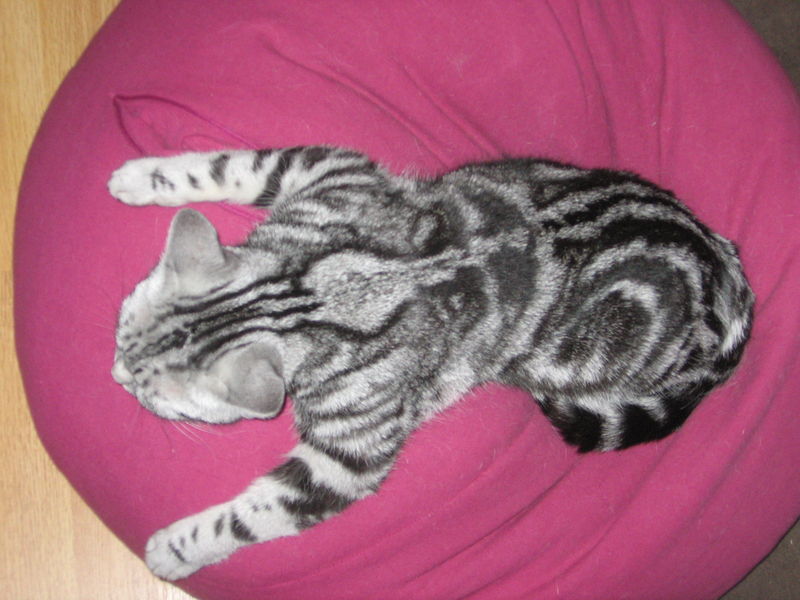 Drole De Position Pour Dormir Et C Est Pourtant Celle Qu Esme Prefere Nos British Shorthair Black Silver Tabby Les Chats De La Pub Whiskas