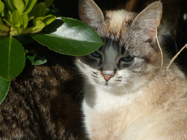 Le Chat Et Le Soleil De Deux Choses L Une