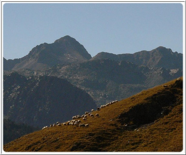 moutons arrivent