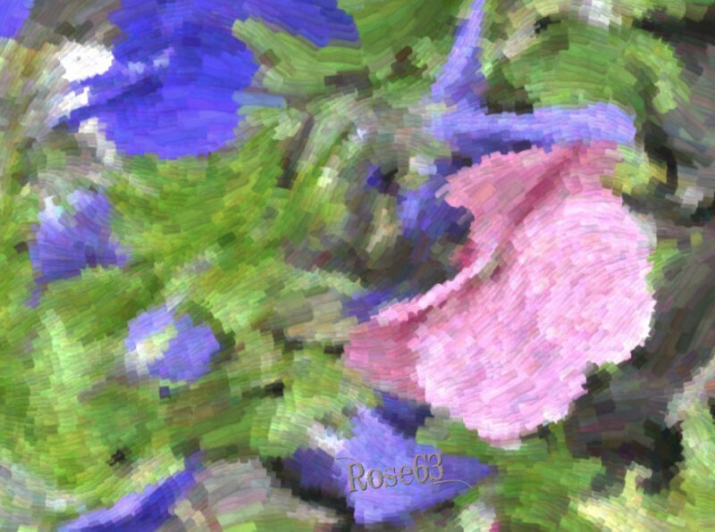 Bonne journée 0 tous Rose63